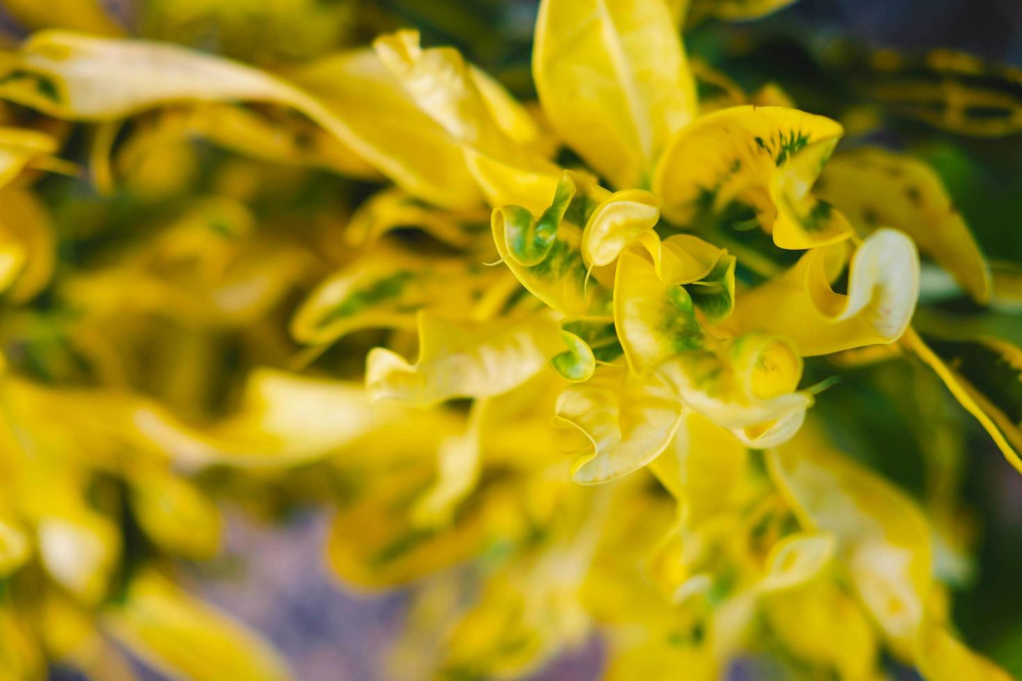 fond de feuille jaune. photo