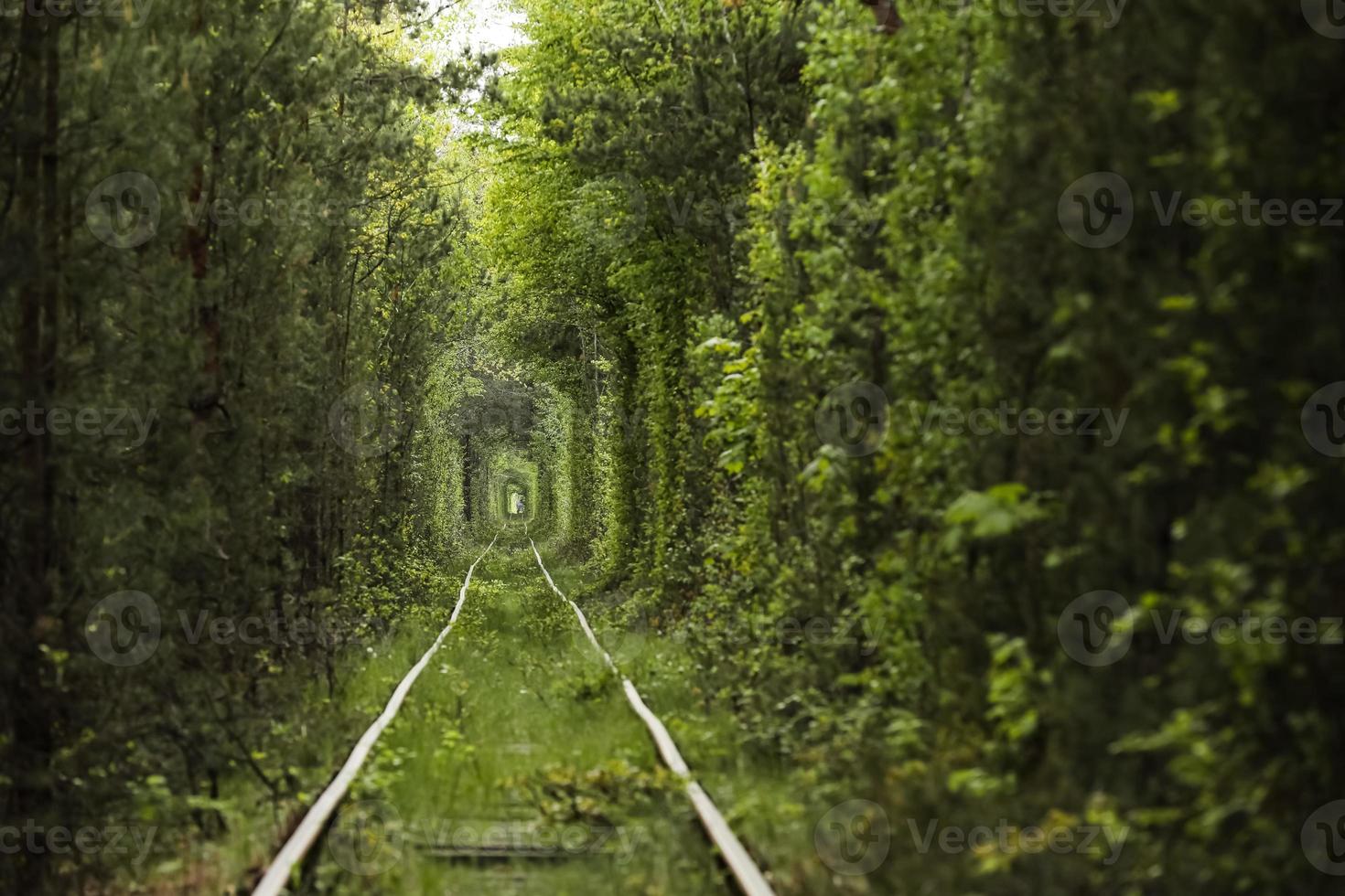 tunnel naturel d'amour formé par les arbres en ukraine photo