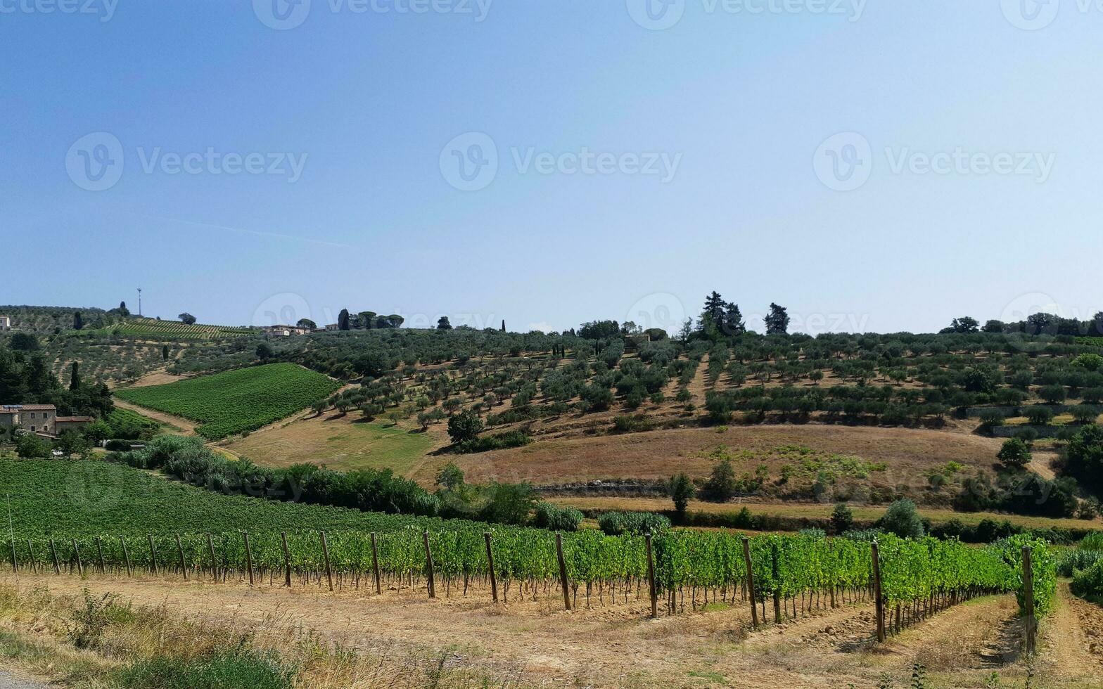toscan colline avec vignoble près olive des arbres photo
