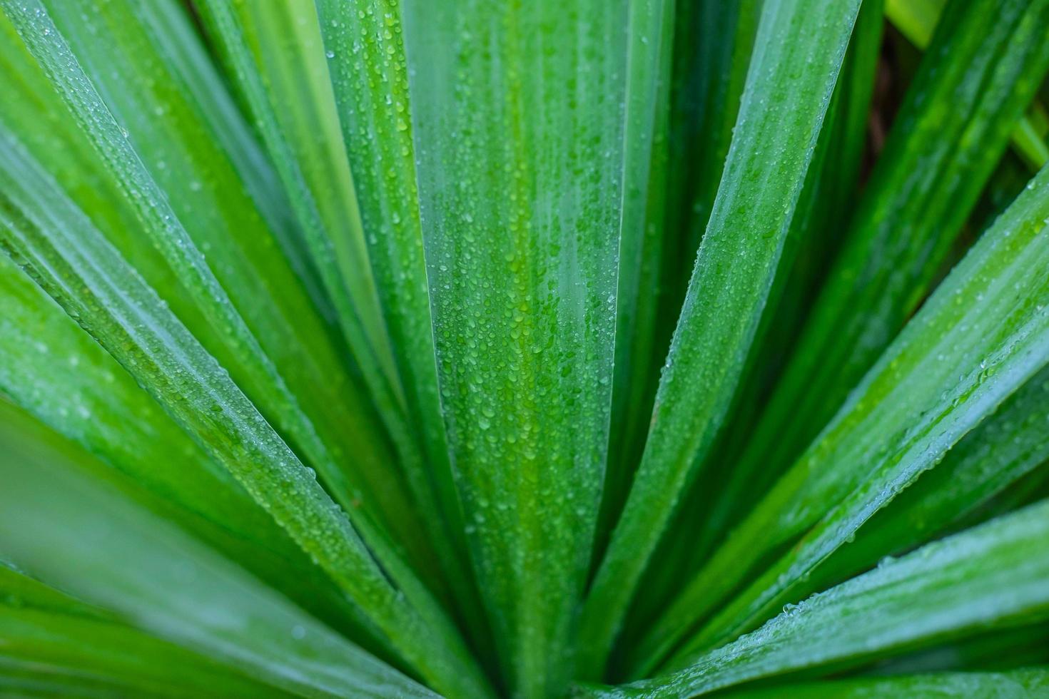 gouttelettes d'eau sur les feuilles pendant la saison des pluies photo