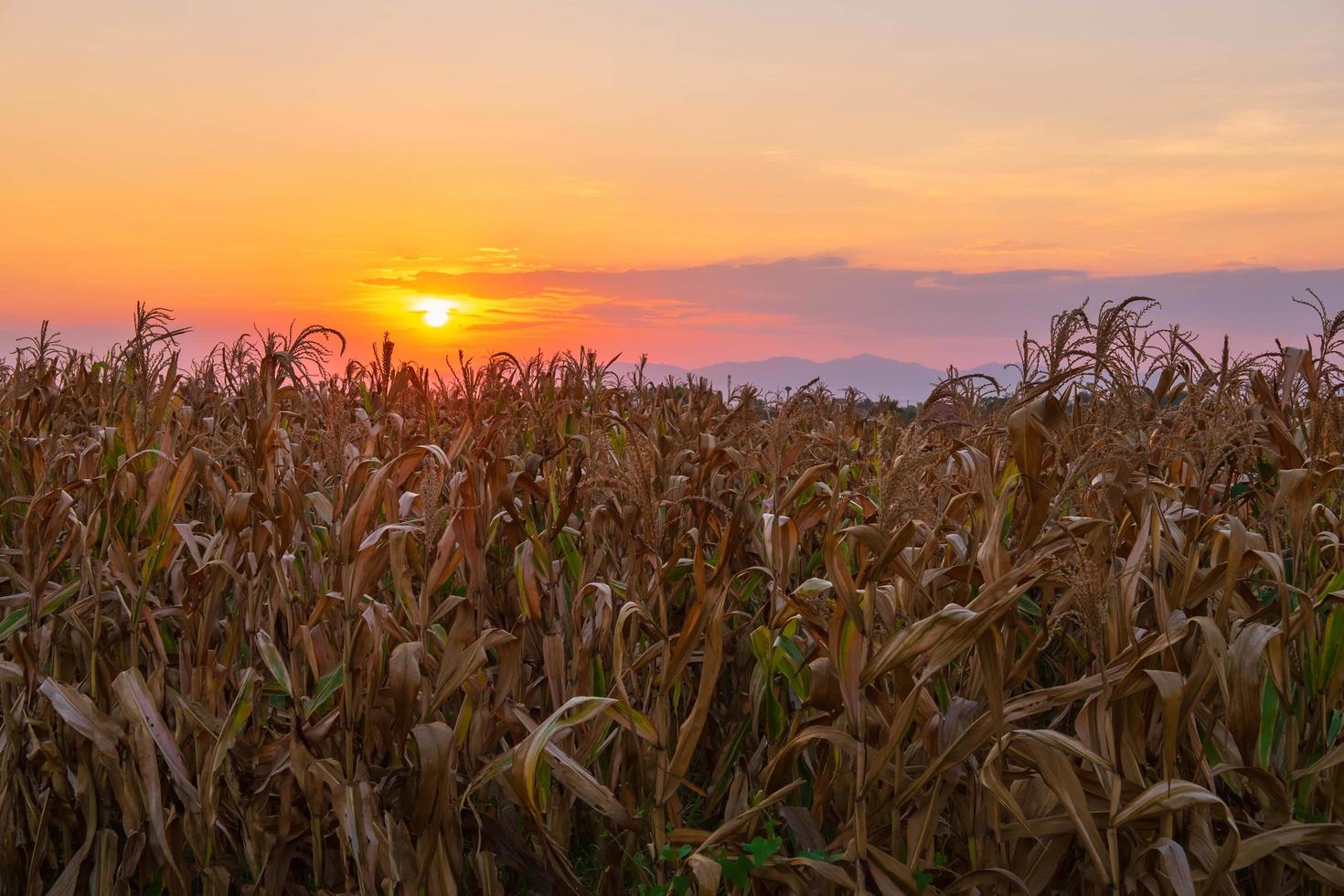 le coucher du soleil sur le champ de maïs photo