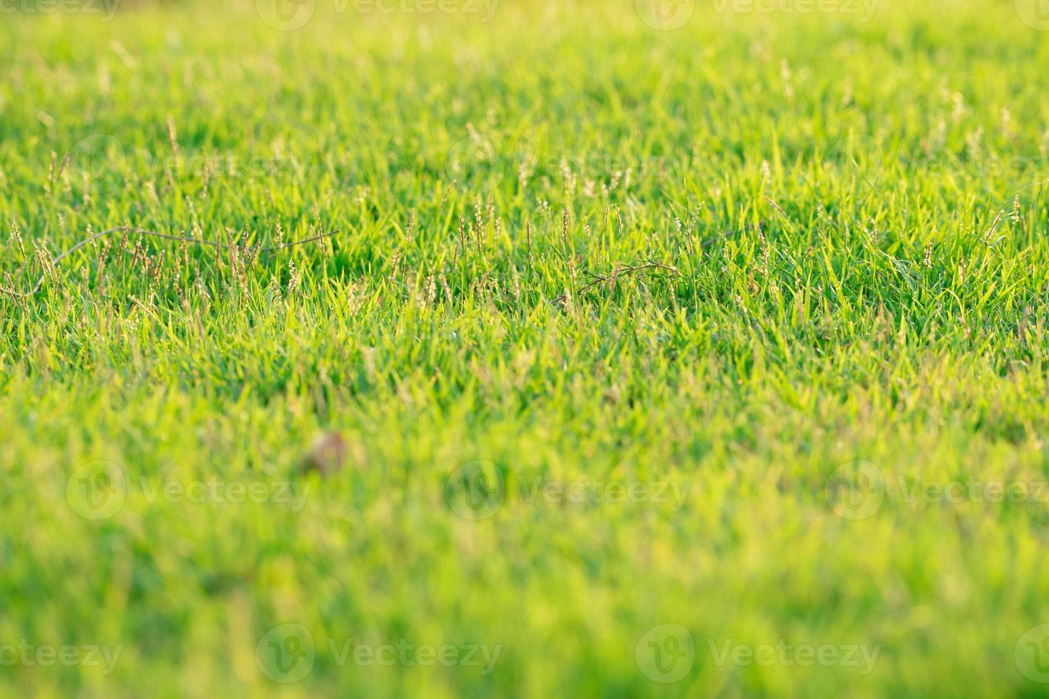 Gros plan foule d'herbe poussant sur la terre photo