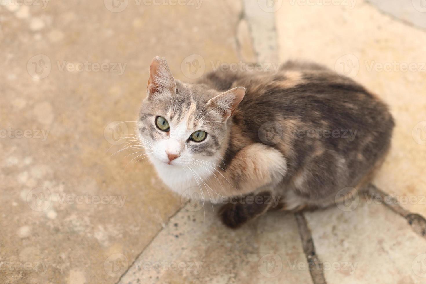 Chat de trois couleurs aux yeux verts lève les yeux sur un appareil photo