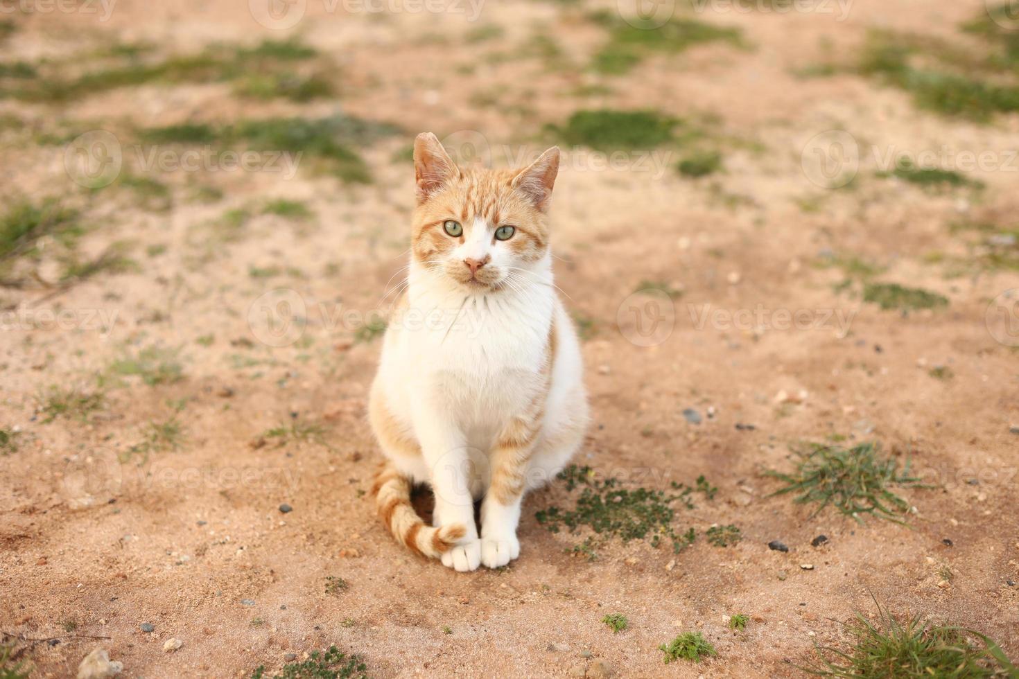 Portrait d'un joli chat rouge et blanc à l'extérieur photo