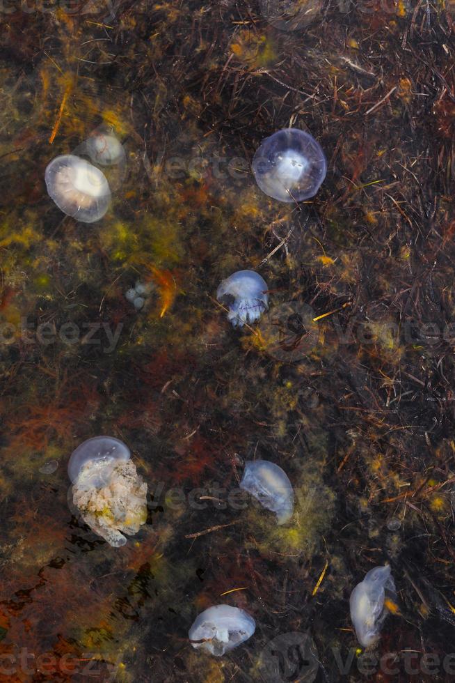 beaucoup de grosses méduses flottant dans les algues photo