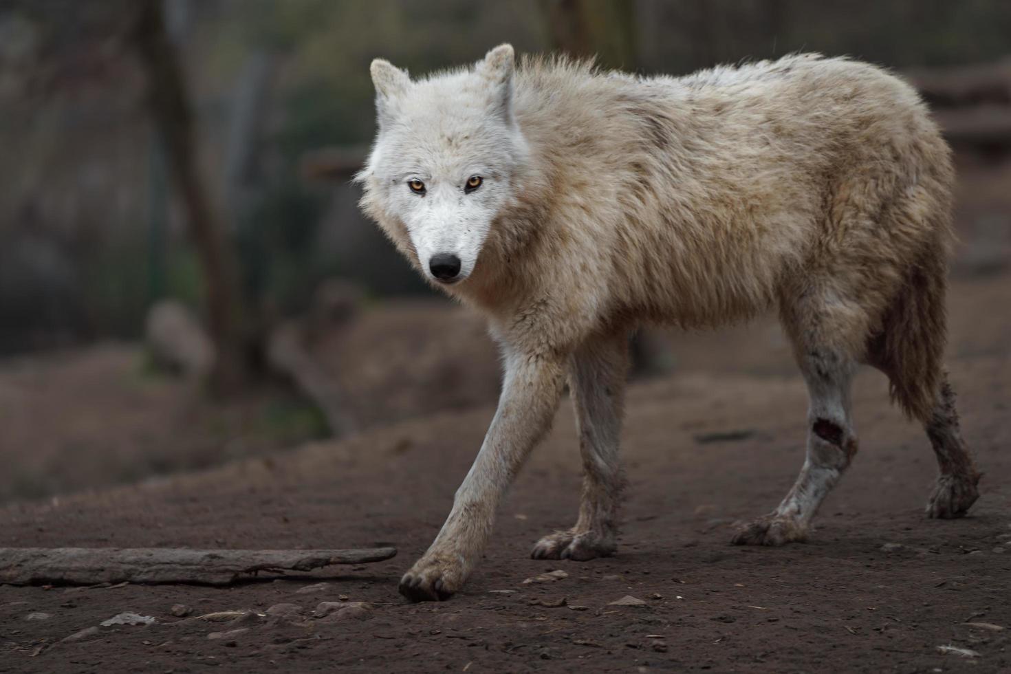 portrait de loup arctique photo