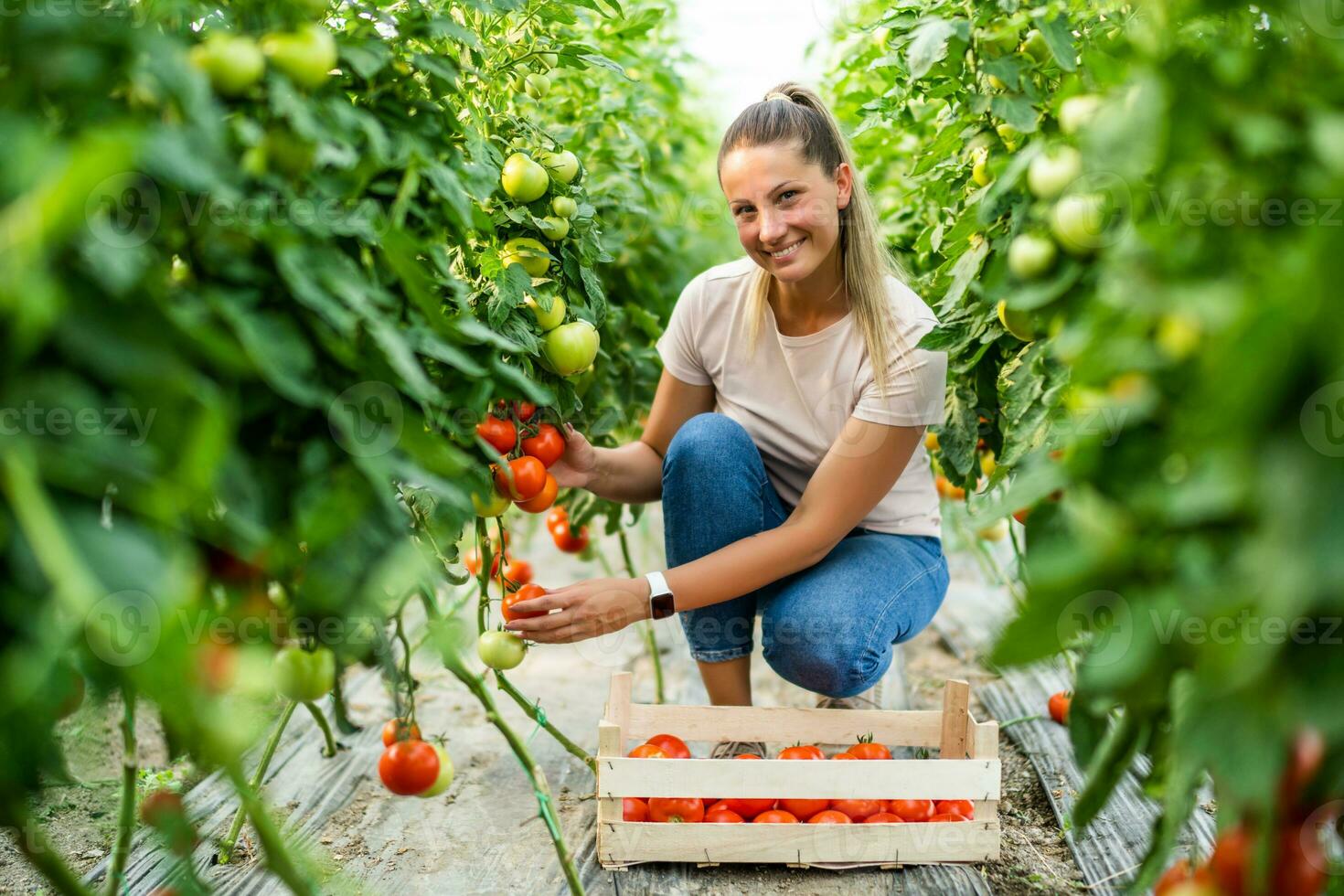biologique serre entreprise. agriculteur est cueillette Frais et mûr tomates dans sa serre. photo