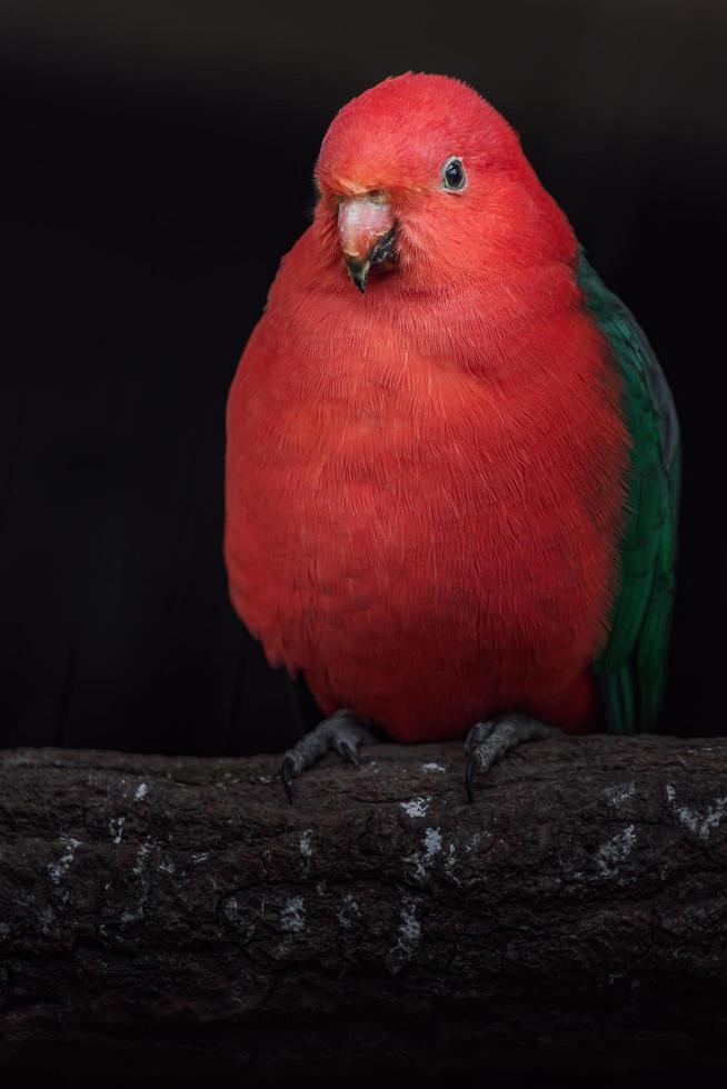 perroquet roi australien photo