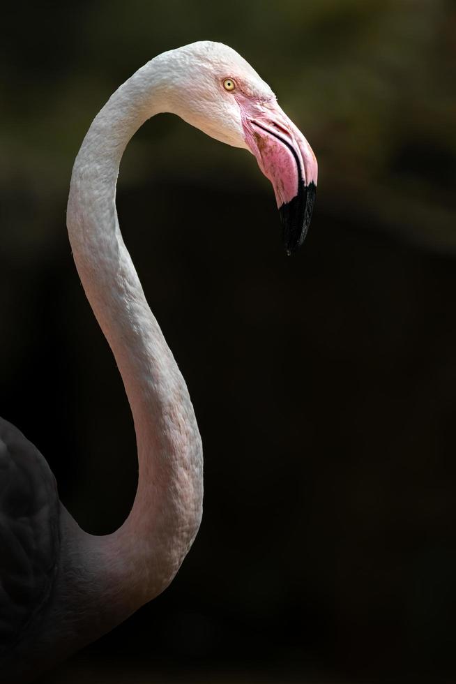 portrait de flamant rose photo