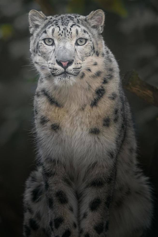 léopard des neiges irbis photo