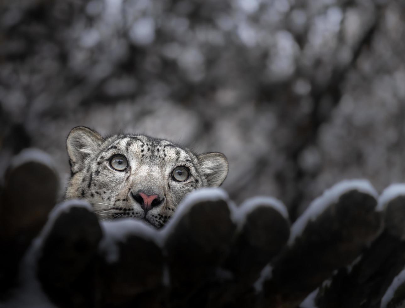 léopard des neiges irbis photo