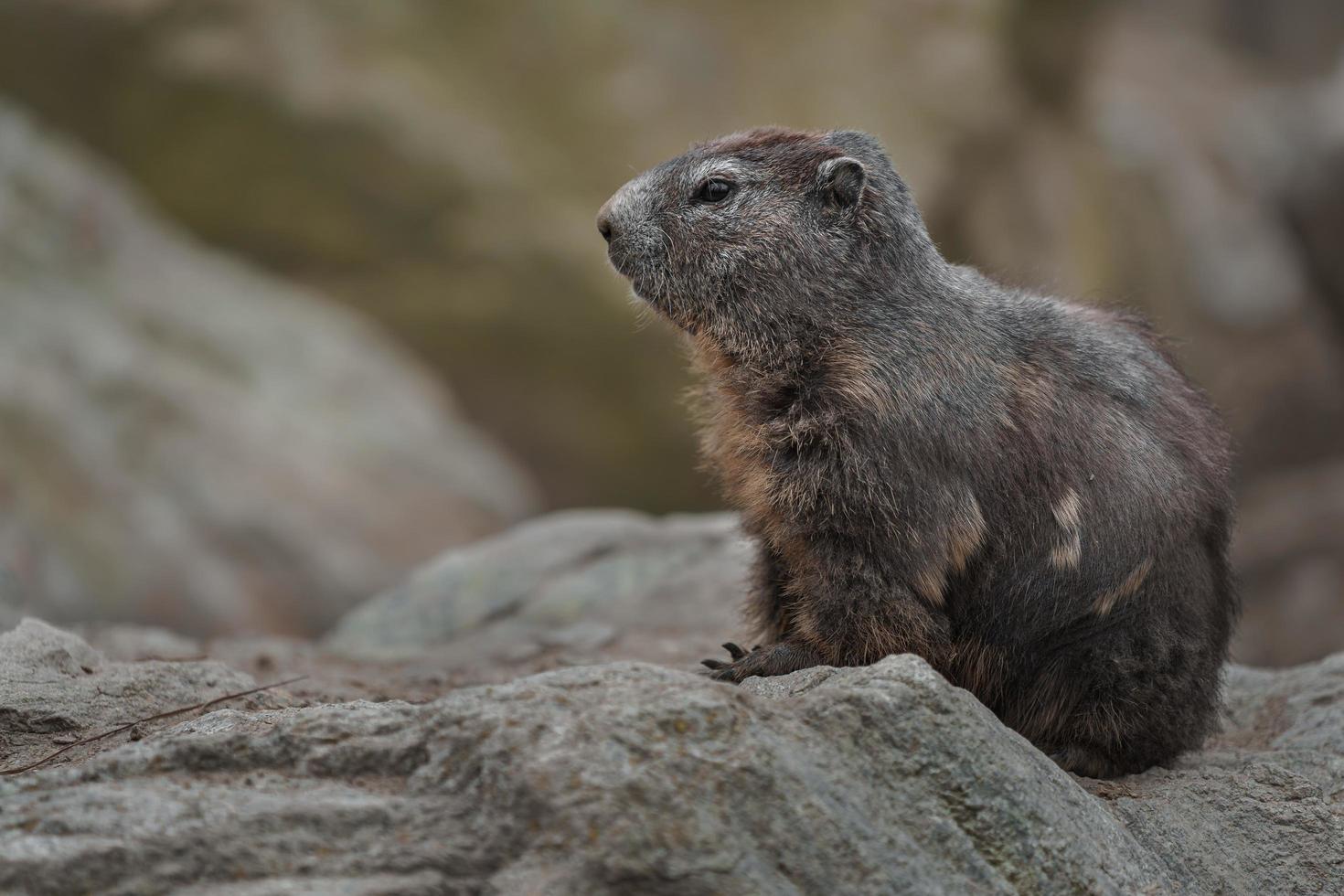 marmotte alpine sur les rochers photo