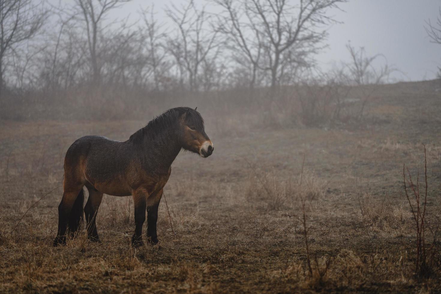 poney exmoor dans le brouillard photo