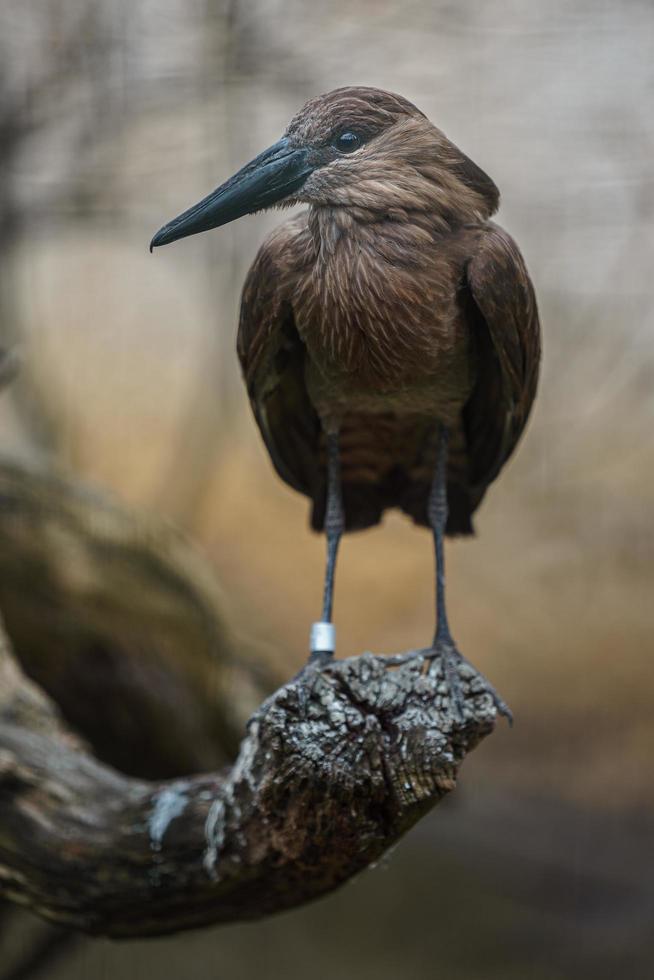 portrait de hamerkop photo