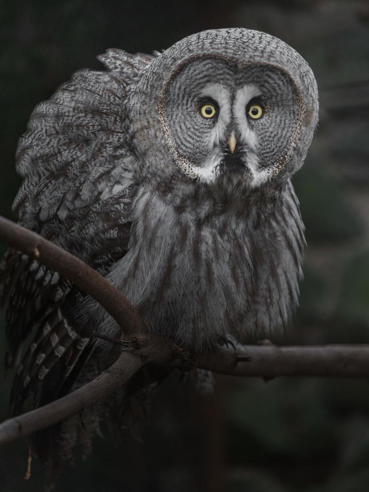 grand hibou gris photo