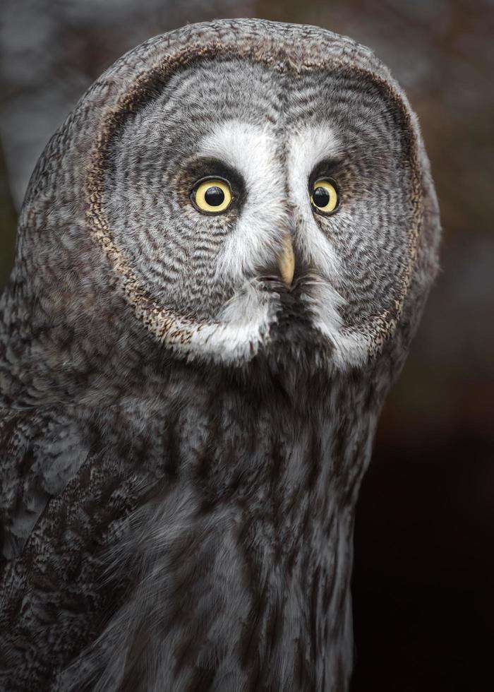 grand hibou gris photo