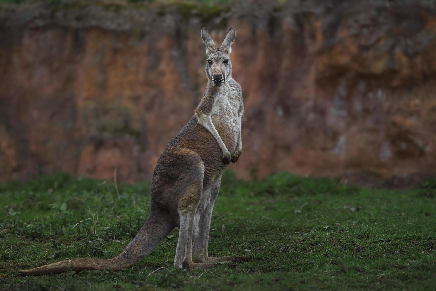kangourou rouge sur l'herbe photo