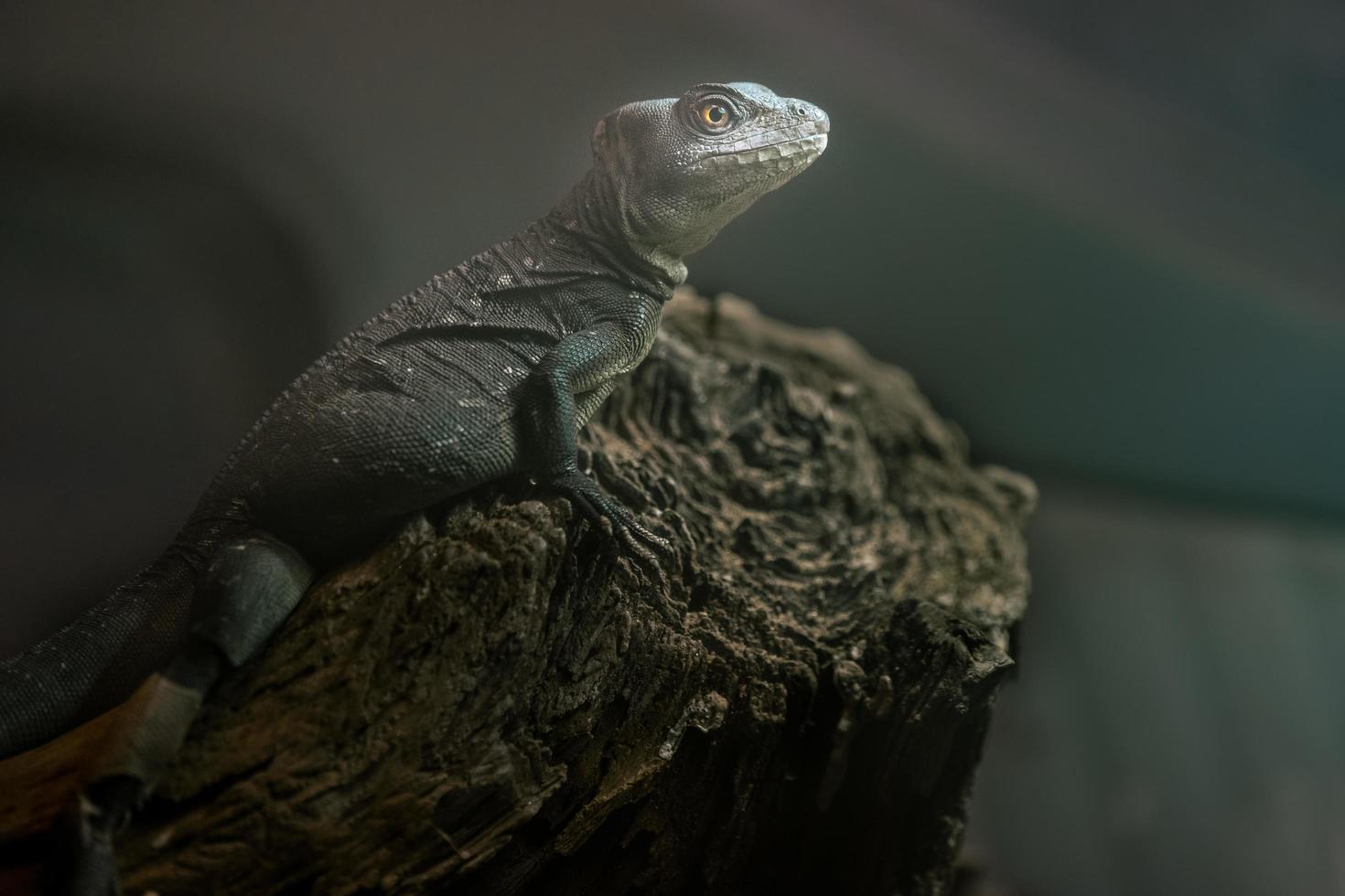 portrait de basilic vert photo