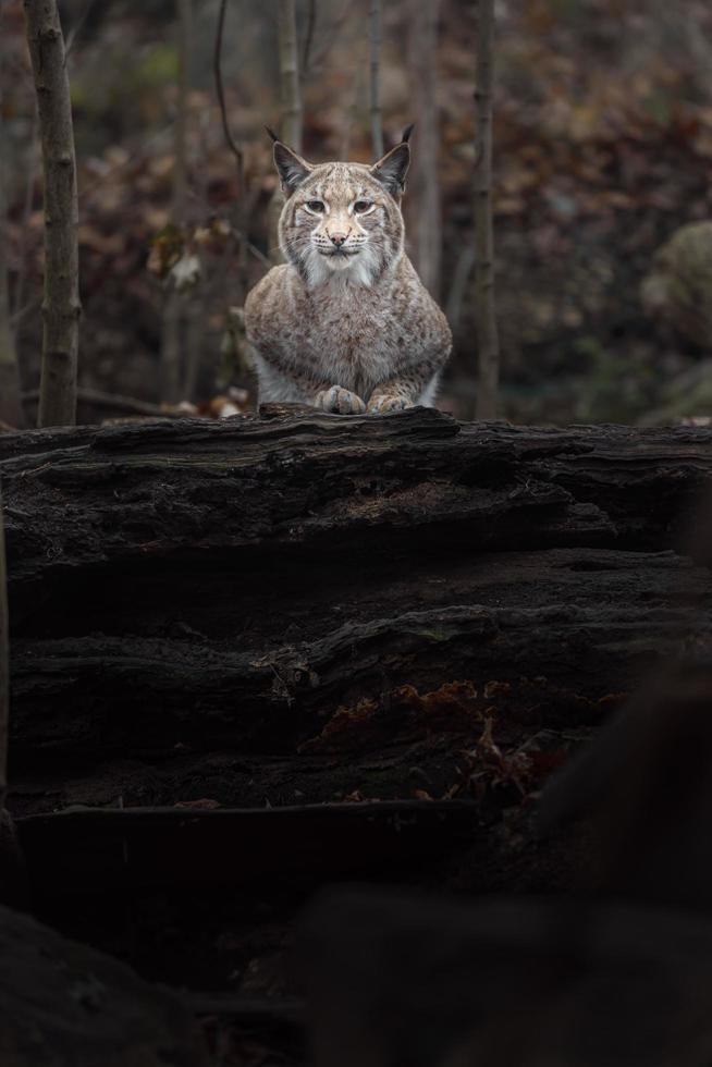 Lynx eurasien sur journal photo