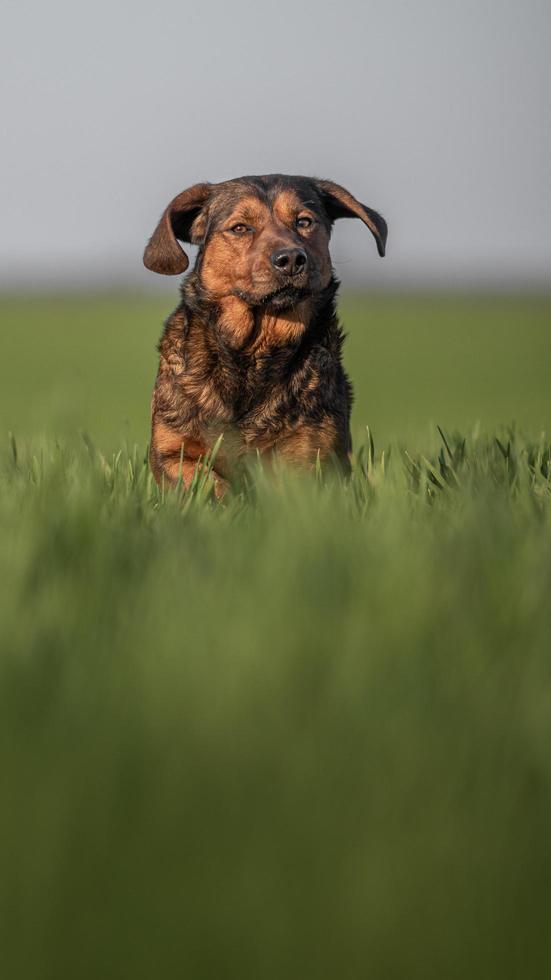 Portrait de teckels alpins photo