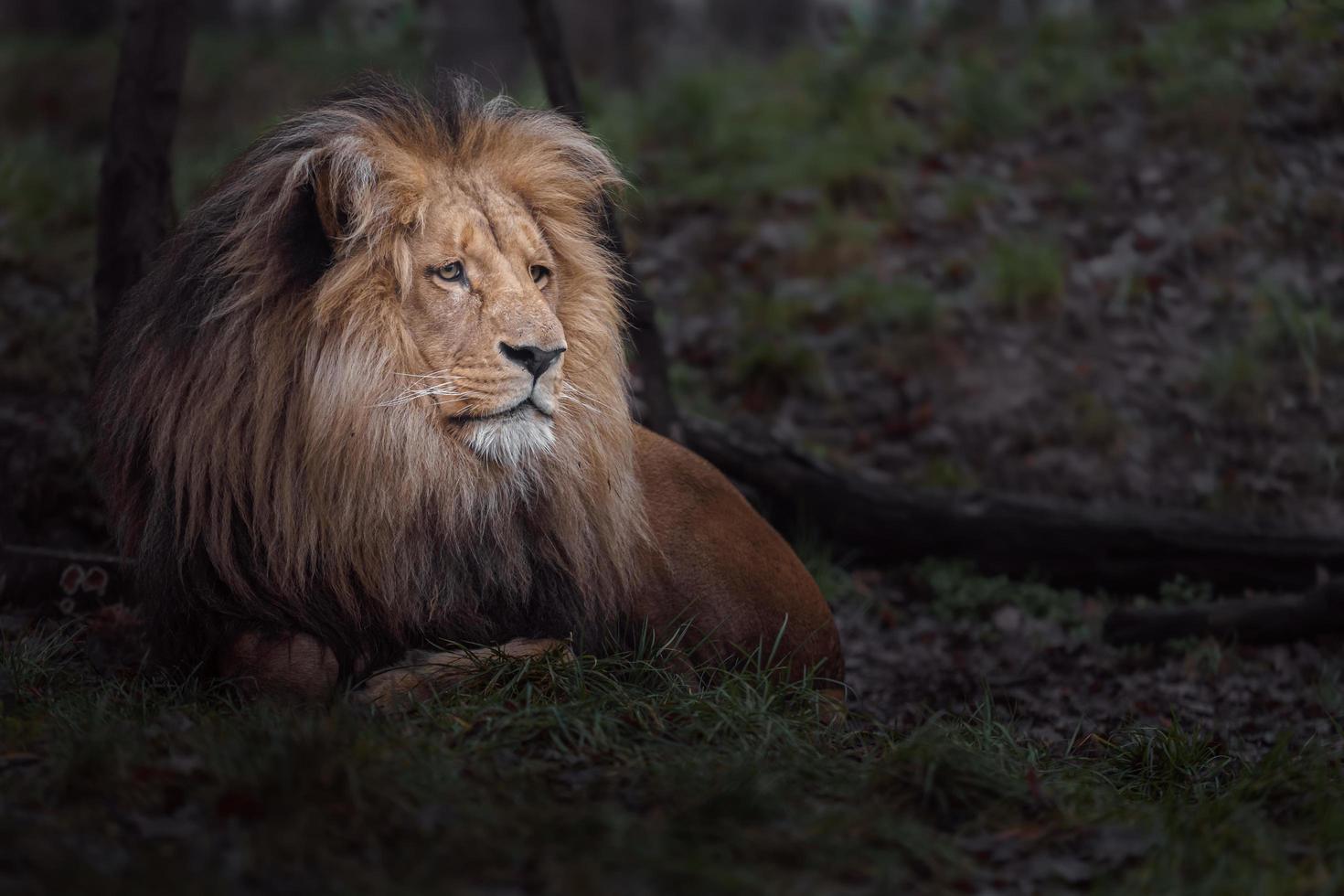 portrait de lion katanga photo