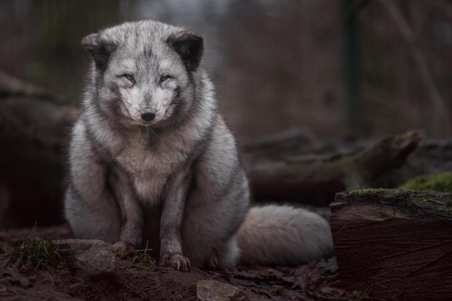 portrait de renard arctique photo