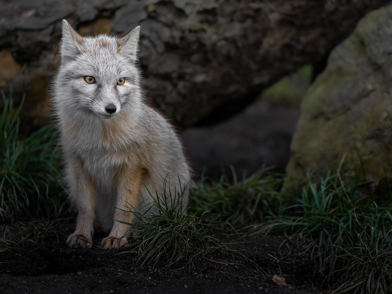 Portrait de renard corsac photo