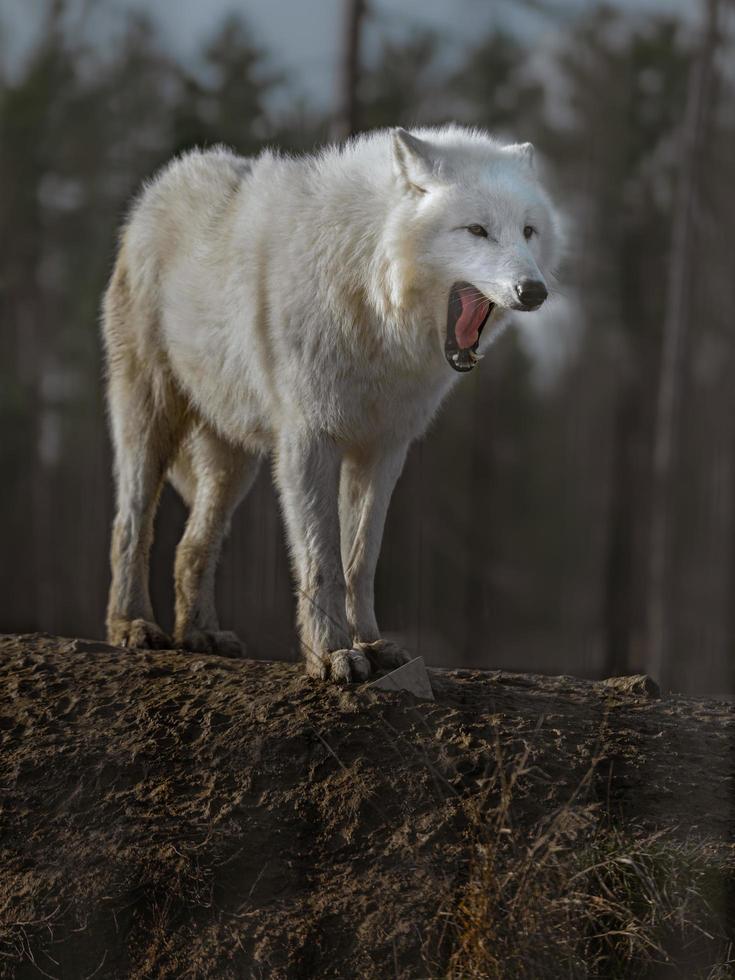 portrait de loup arctique photo