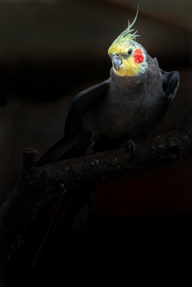 portrait de cockatiel photo