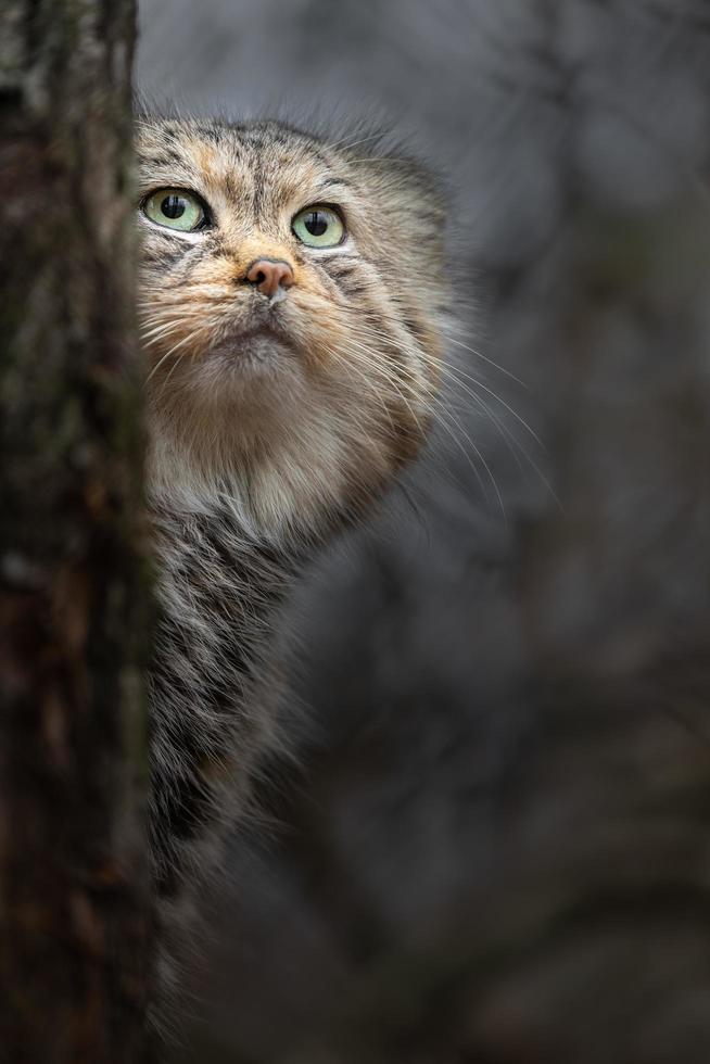 chat pâle derrière l'arbre photo