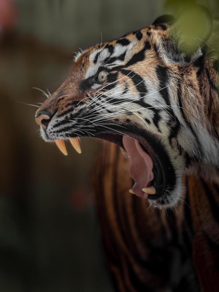 portrait de tigre de sumatran photo