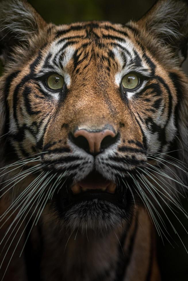 portrait de tigre de sumatran photo