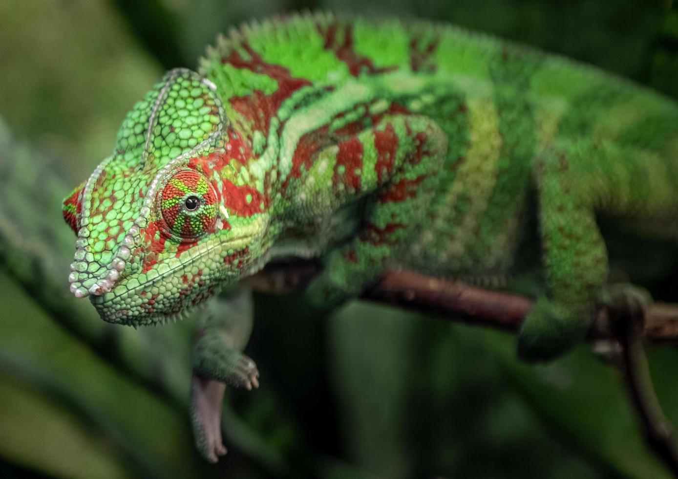 portrait de caméléon panthère photo