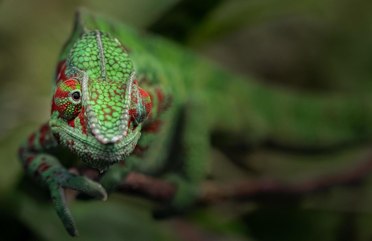 portrait de caméléon panthère photo