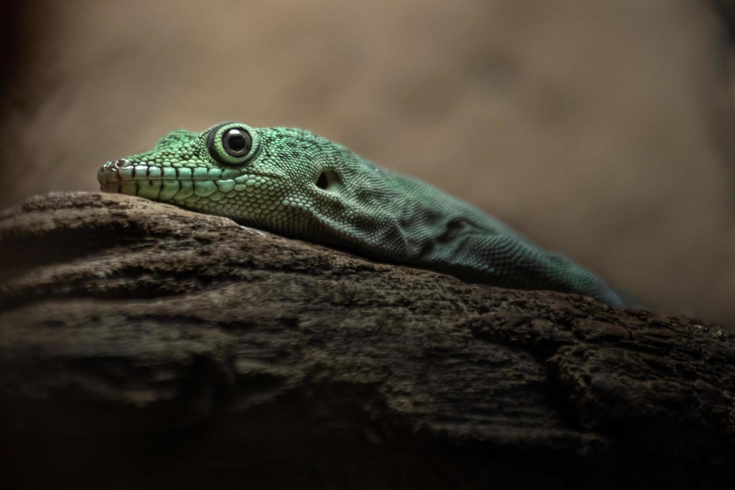 phelsuma standingi sur branche photo