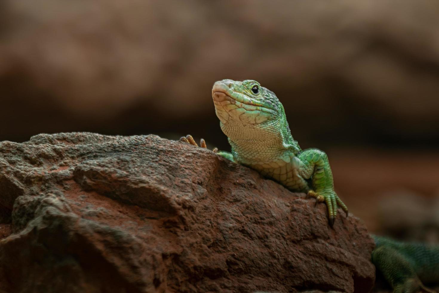 lézard ocellé sur rocher photo