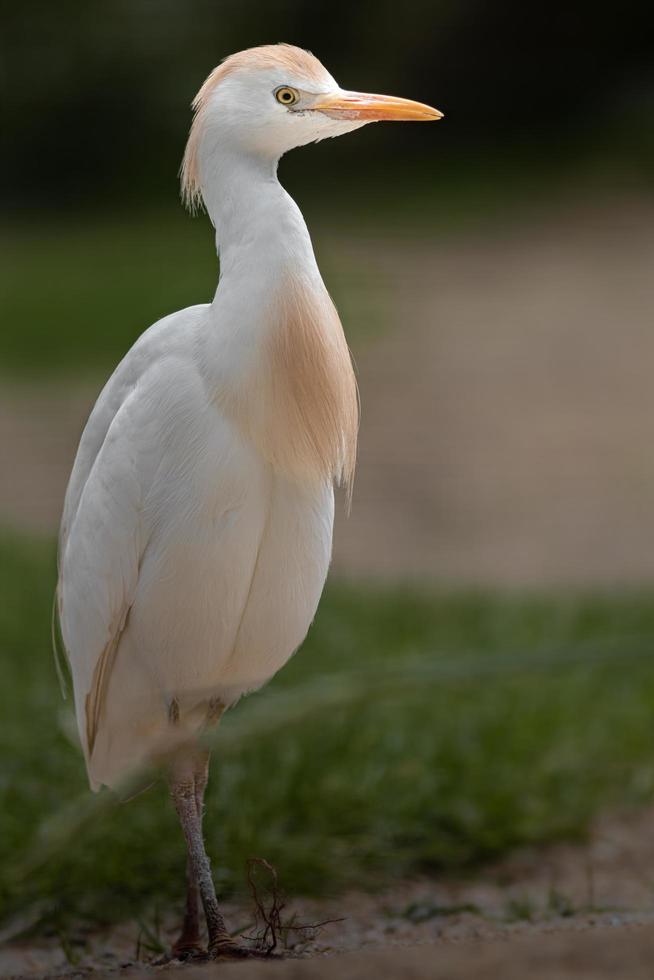 Portrait de héron garde-boeufs photo