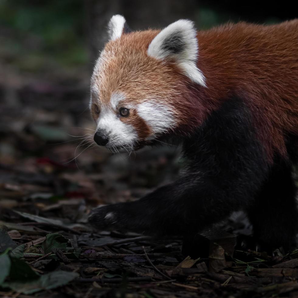 portrait de panda rouge photo