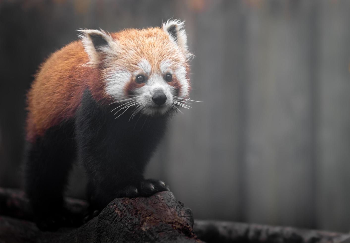 portrait de panda rouge photo