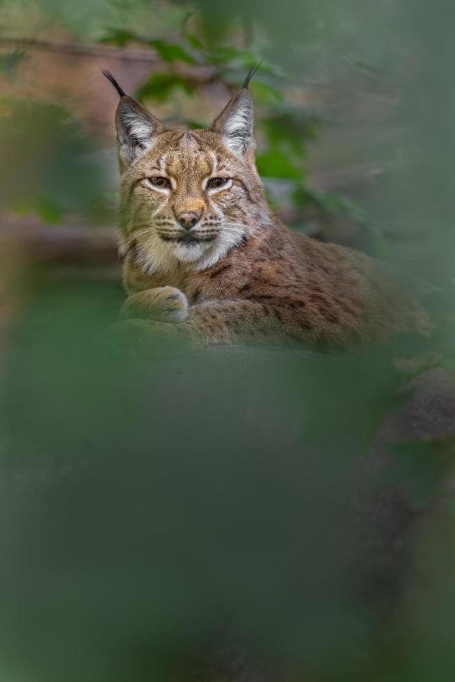 Portrait de lynx eurasien photo