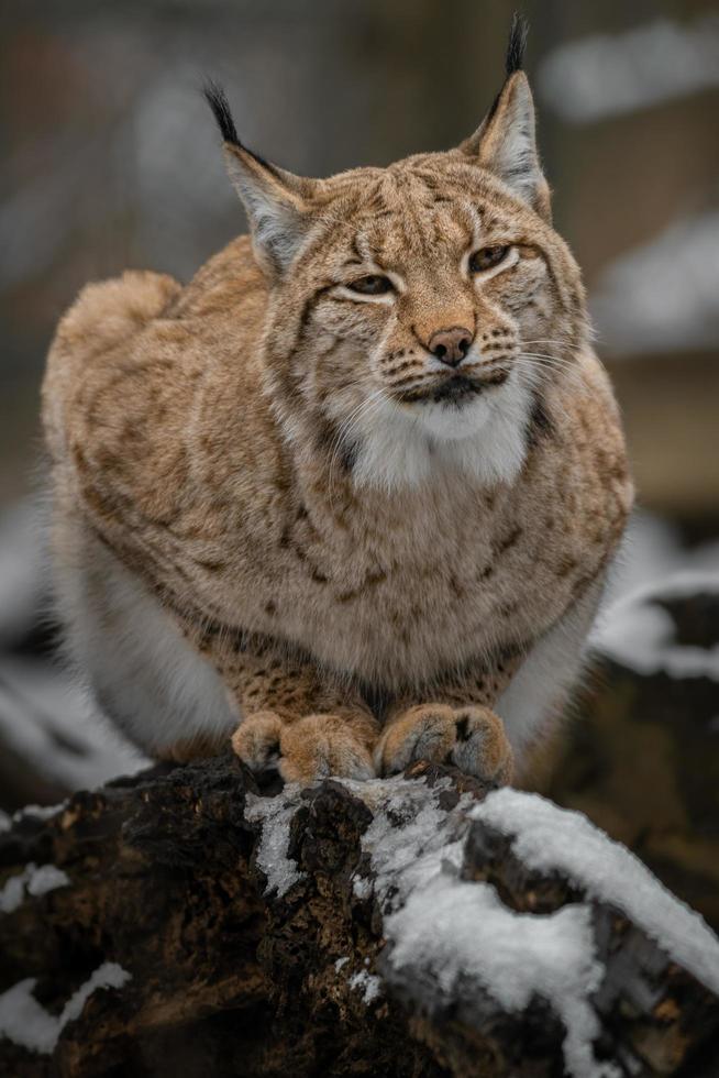 Portrait de lynx eurasien photo