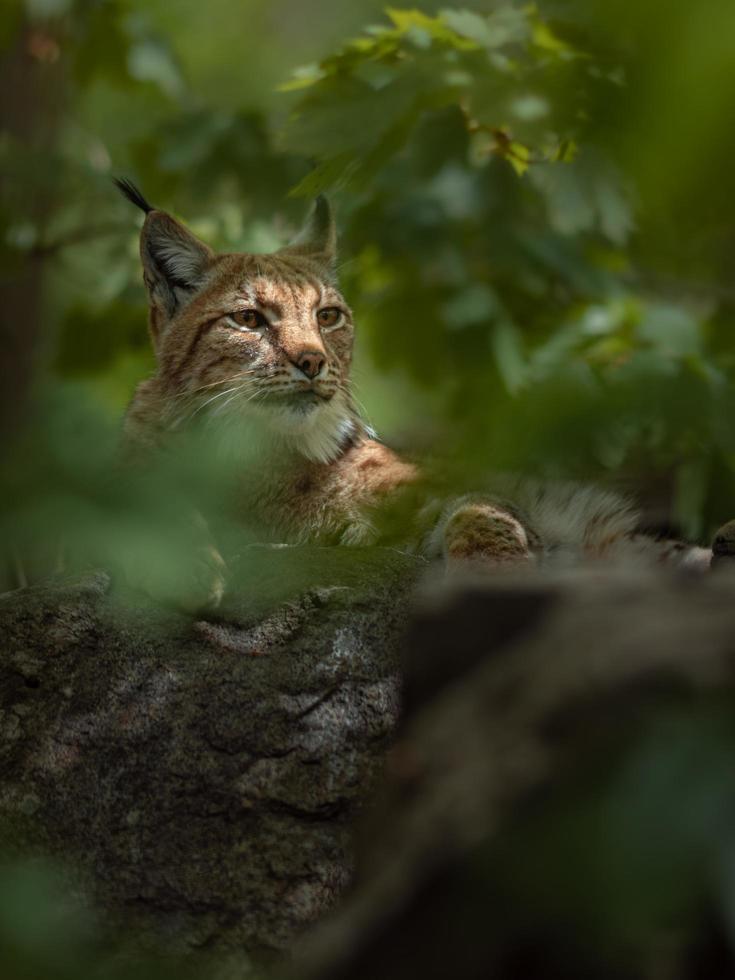 Portrait de lynx eurasien photo