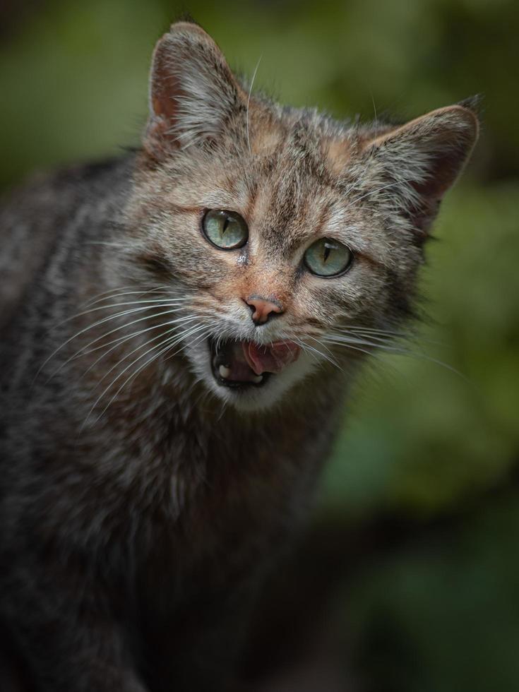 Portrait de chat sauvage européen photo