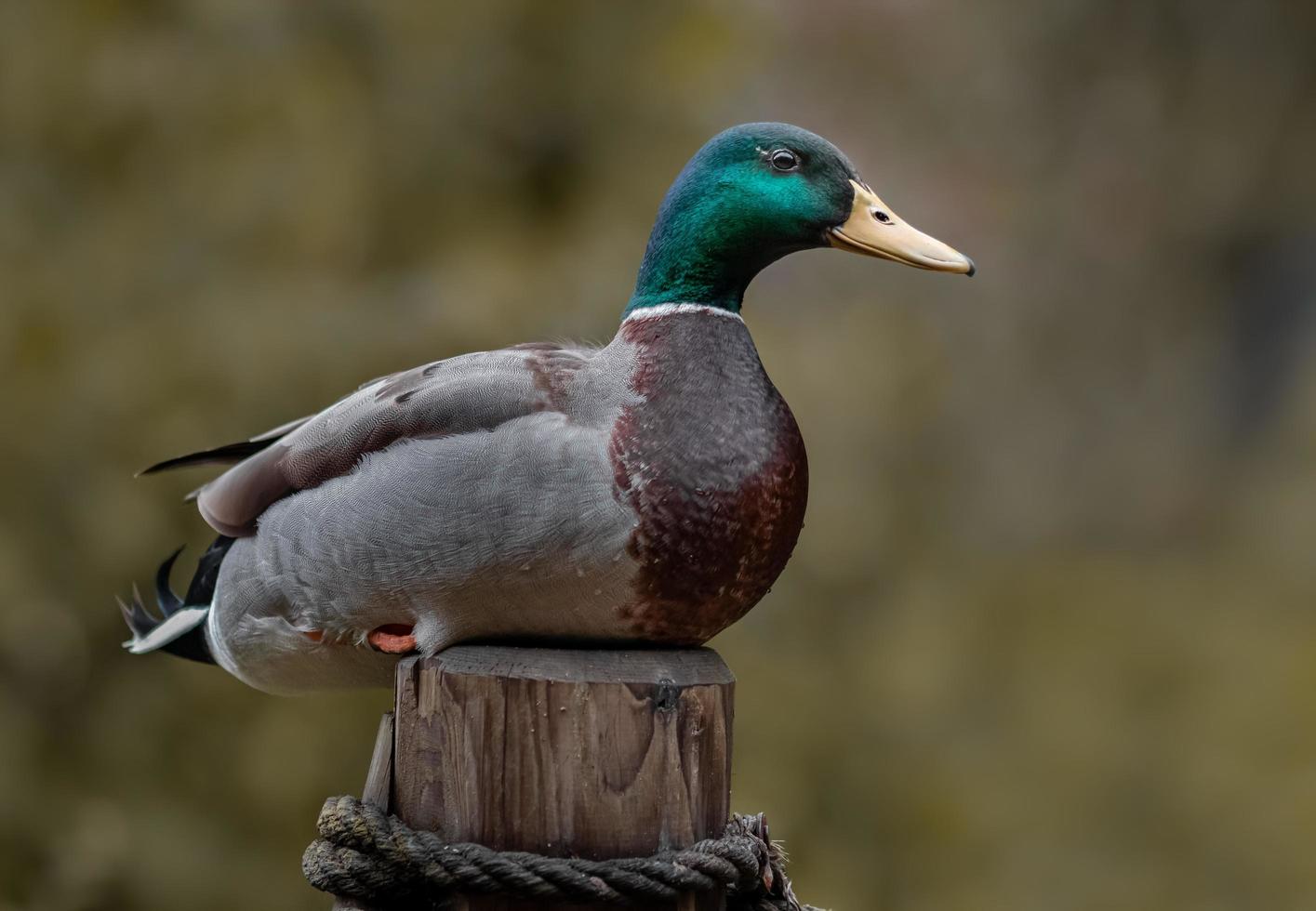 portrait de colvert photo