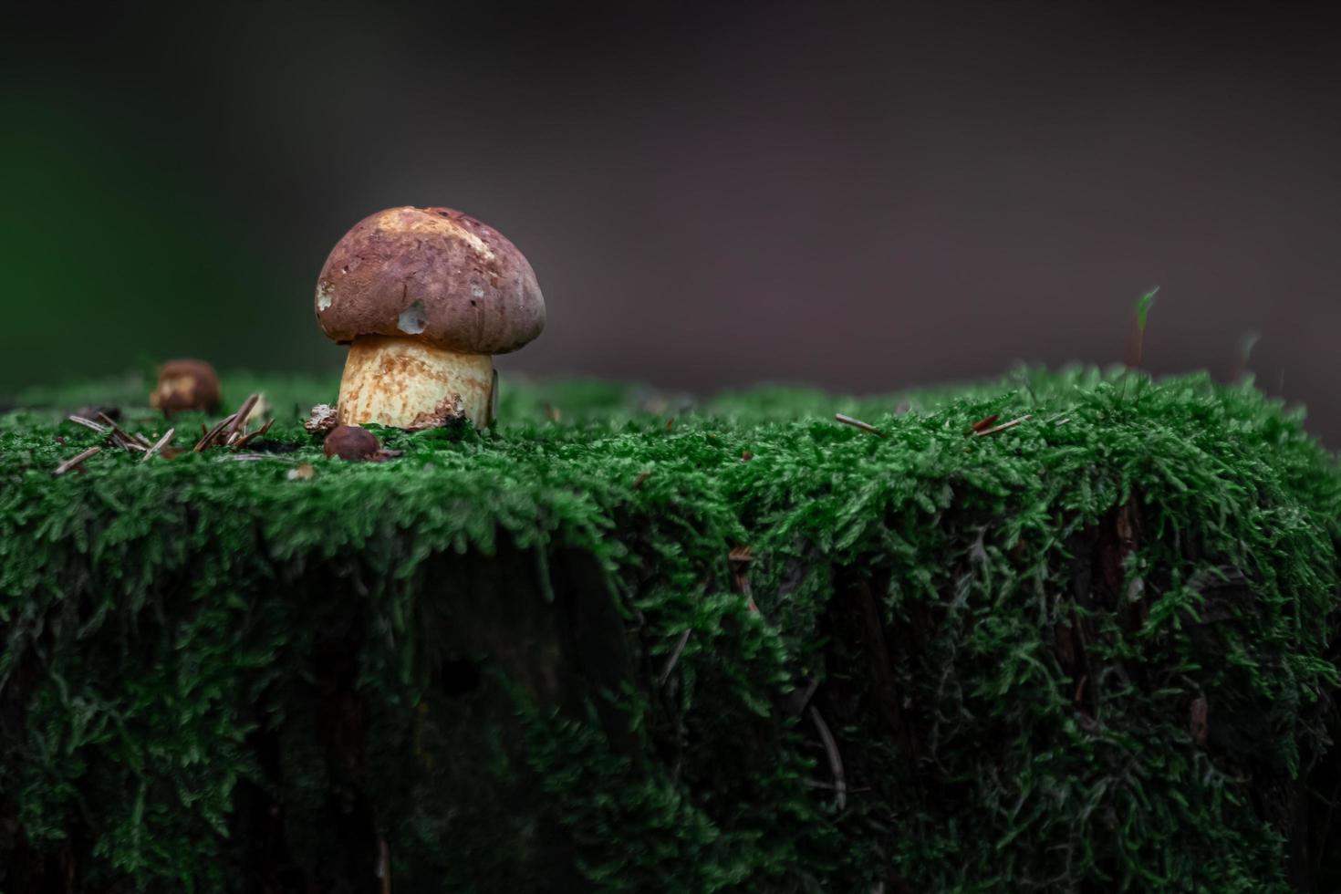 cèpes dans la mousse photo