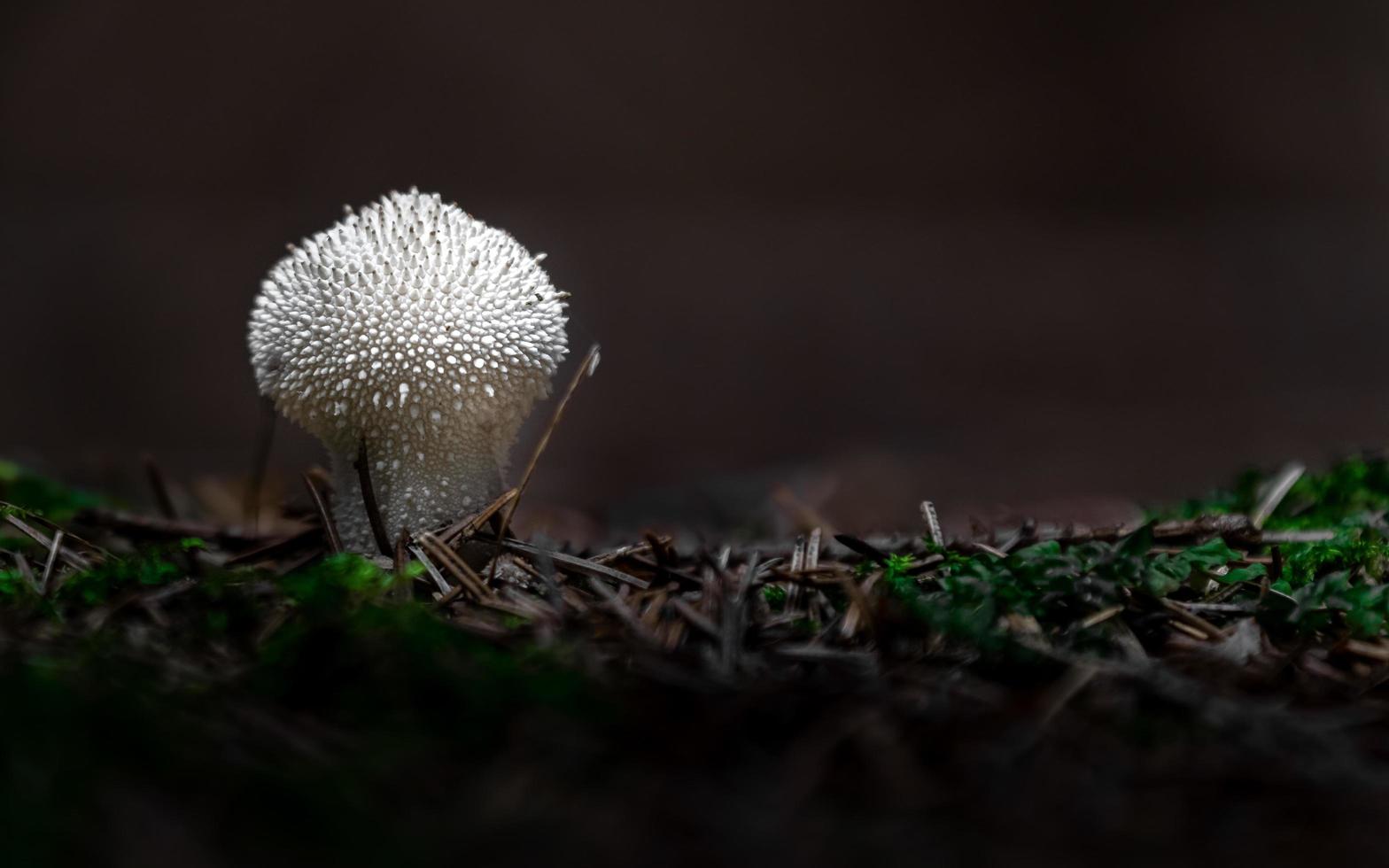 puffball commun en forêt photo