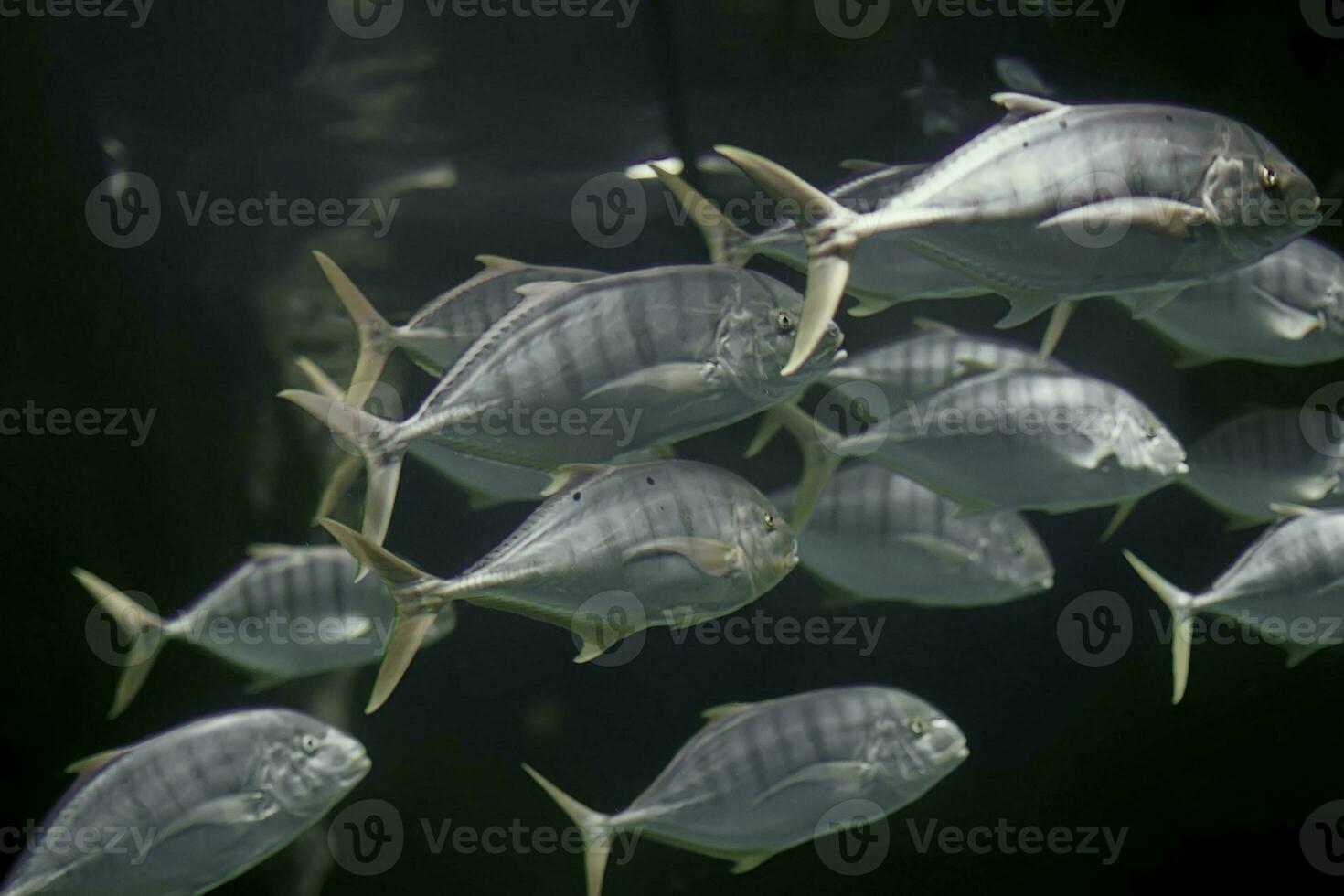 magnifique sous-marin Contexte avec une école de poisson. photo