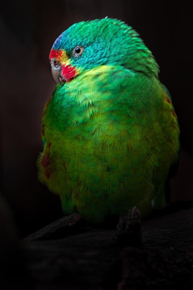 Portrait de perroquet rapide photo