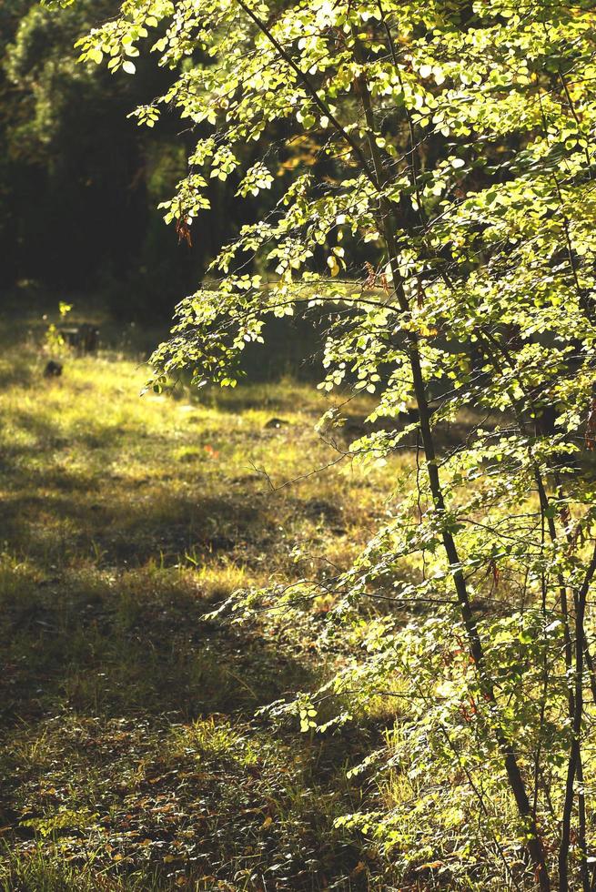 belle forêt d'automne avec des feuilles jaunes photo