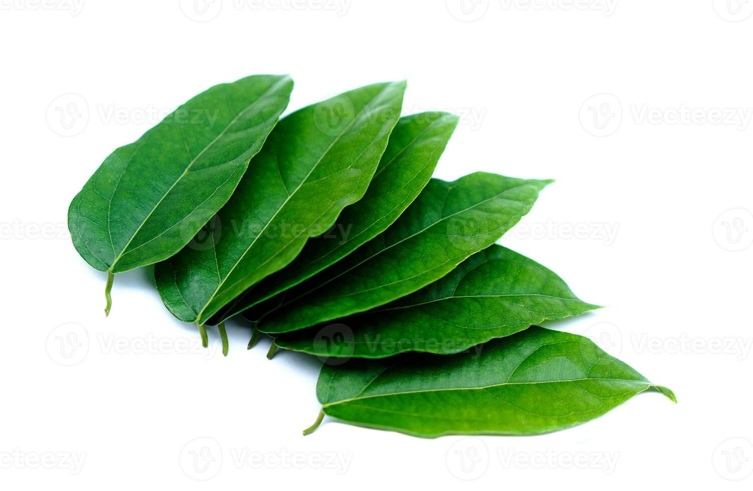 vert tiliacora triandra feuilles ou bai toi nang thaïlandais Nom ,isolé sur blanc Contexte. concept, thaïlandais à base de plantes les plantes cette avoir médicinal qualification, nourriture et boisson ingrédient. photo